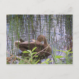 Carte Postale Le canard se lisse les plumes dans les joncs
