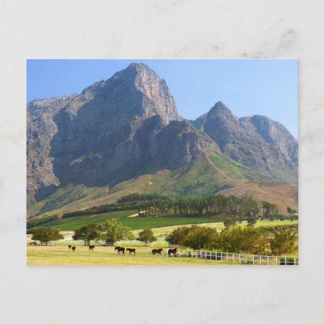 Carte Postale Le Cap, Cap-Occidental, Afrique du Sud (Devant)