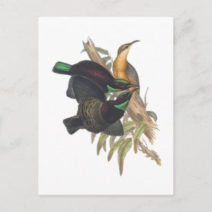 Carte Postale Le carabine de Victoria