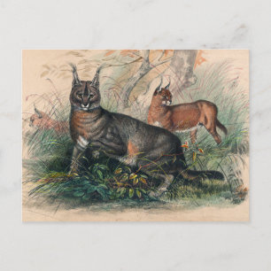 Carte Postale Le caracal de Joseph Wolf