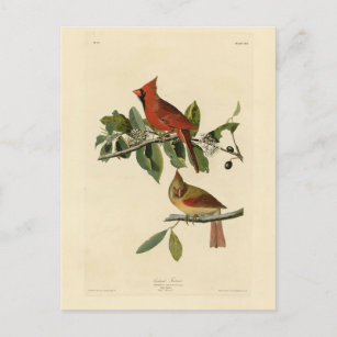 Carte Postale Le cardinal Grosbeak de Audubon's Birds of America