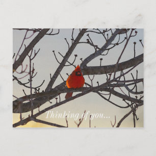 Carte Postale Le Cardinal, Le Matin, Pense À Vous