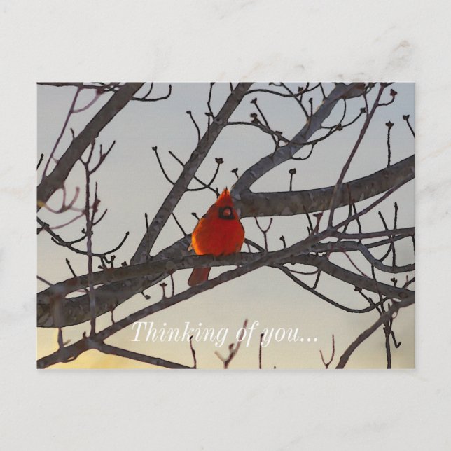 Carte Postale Le Cardinal, Le Matin, Pense À Vous (Devant)