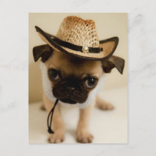 Carte Postale Le Carlin Cowboy Puppy
