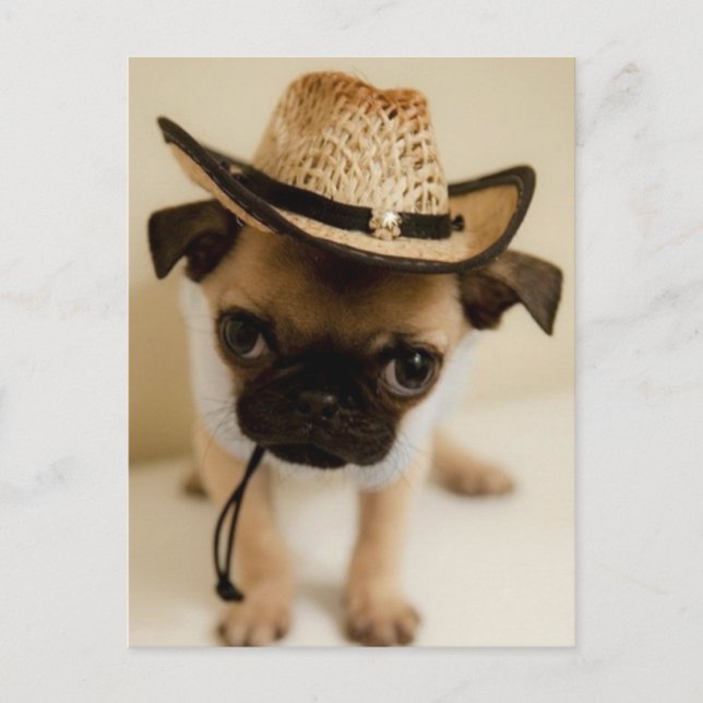 Carte Postale Le Carlin Cowboy Puppy (Devant)