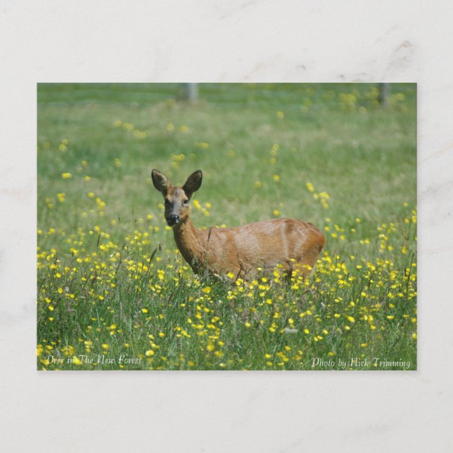 Carte Postale Le cerf dans la nouvelle forêt (Devant)