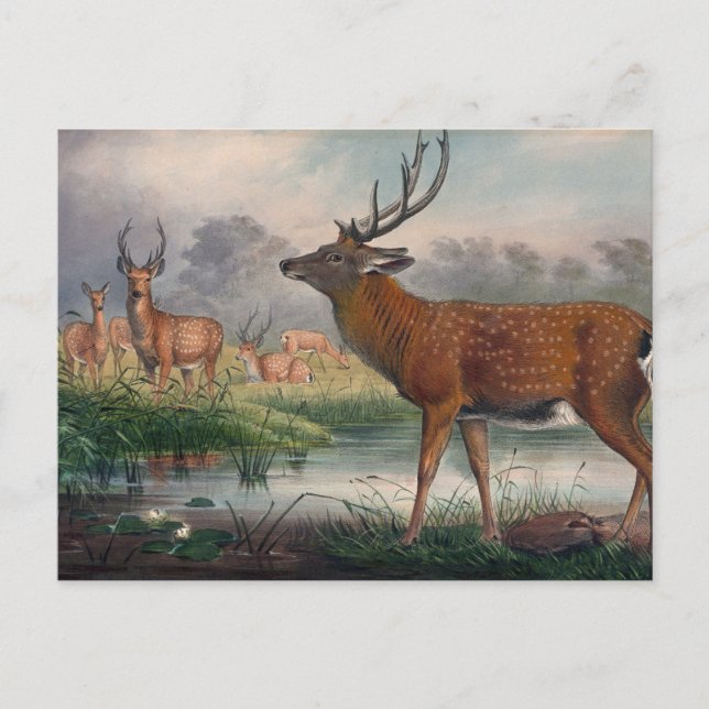 Carte Postale Le cerf de Mantchurian par Joseph Wolf (Devant)