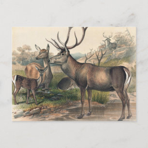 Carte Postale Le cerf de Perse par Joseph Wolf