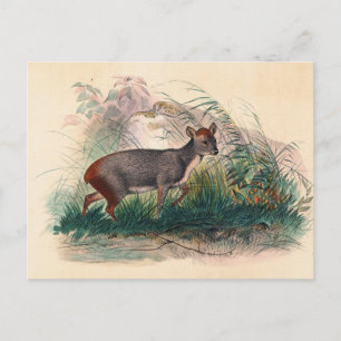 Carte Postale Le cerf de Pudu par Joseph Wolf