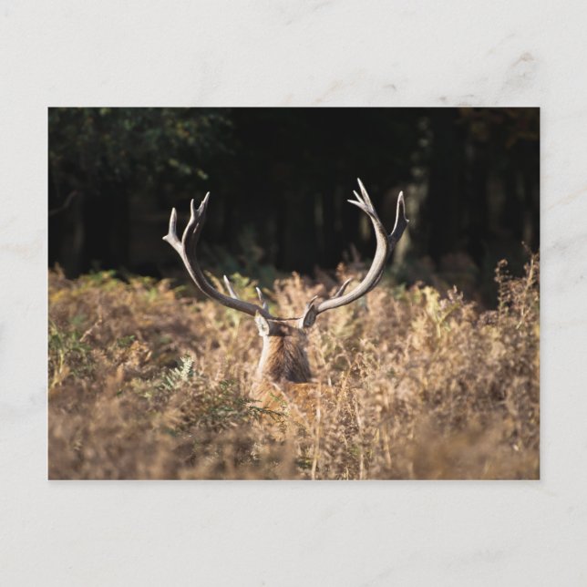 Carte Postale Le cerf de Richmond Park, Londres (Devant)