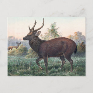 Carte Postale Le cerf de Swinhoe par Joseph Wolf