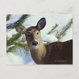 Carte Postale Le cerf de Virginie (Odocoileus virginianus),