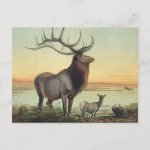 Carte Postale Le cerf de Wapiti par Joseph Wolf