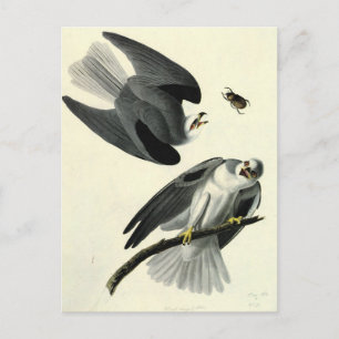 Carte Postale Le cerf-volant à queue blanche d'Audubon