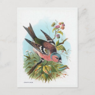 Carte Postale Le Chaffinch