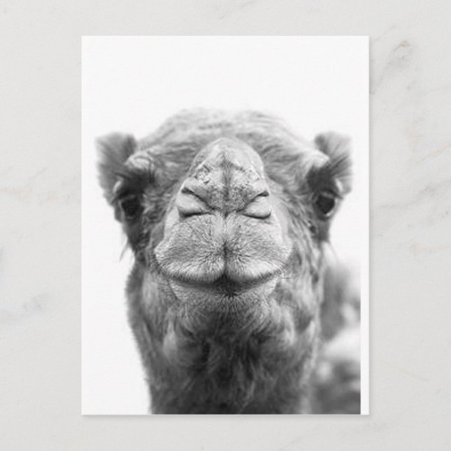 Carte Postale Le chameau embrasse la photo de plan rapproché (Devant)
