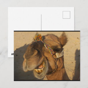 Carte Postale Le Chameau qui Rit