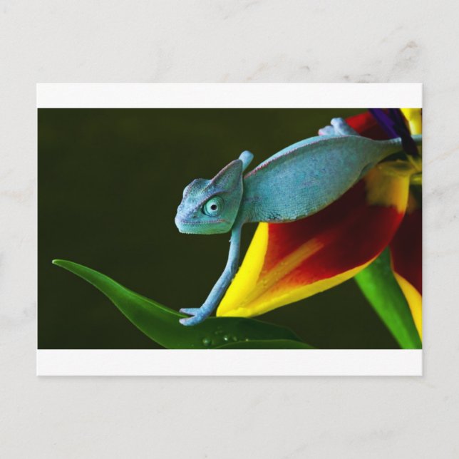 Carte Postale Le Chameleon Extraordinaire (Devant)