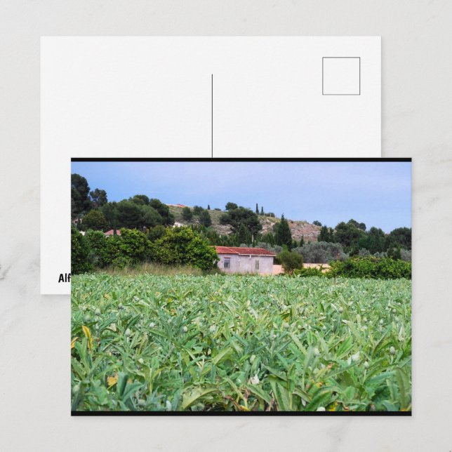 Carte Postale Le champ d'artichauts (Devant / Derrière)