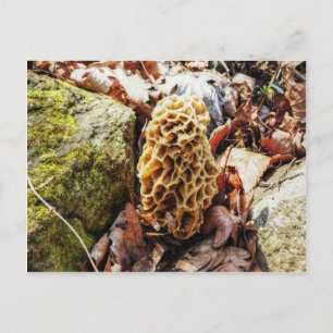 Carte Postale Le champignon Morel dans la nature