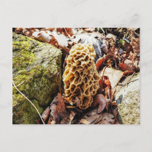 Carte Postale Le champignon Morel dans la nature (Devant)