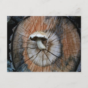 Carte Postale Le champignon sauvage Shiitake sur le journal