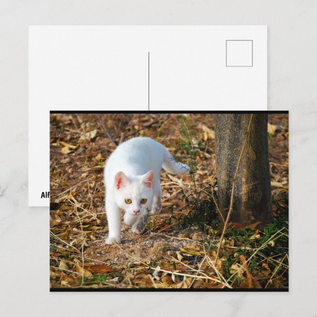 Carte Postale Le Chasseur Blanc (Devant / Derrière)