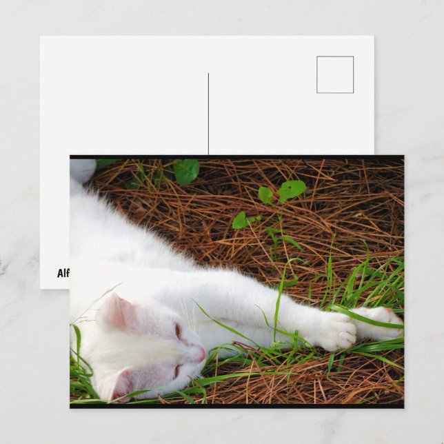 Carte Postale Le Chat dans les Aiguilles de Pin (Devant / Derrière)
