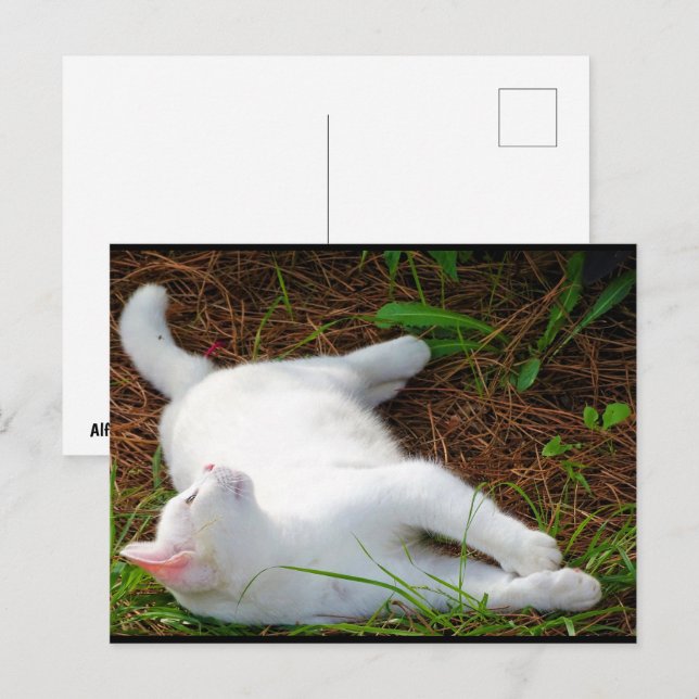 Carte Postale Le Chat et la mouche (Devant / Derrière)