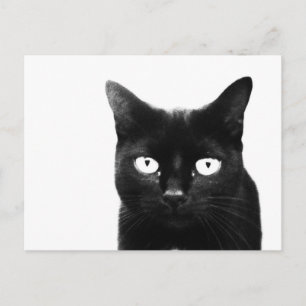 Carte Postale Le Chat Noir