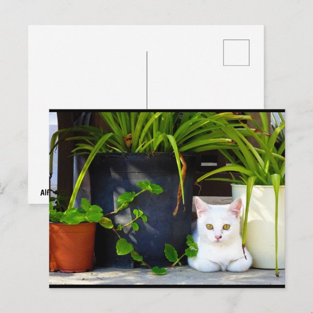 Carte Postale Le Chat Parmi les Plantes (Devant / Derrière)