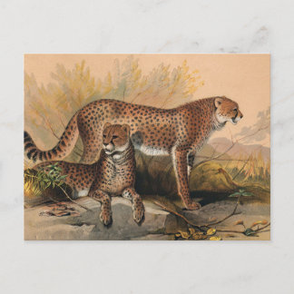 Carte Postale Le Cheetah par Joseph Wolf