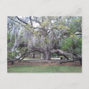 Carte Postale Le chêne d'amitié 2