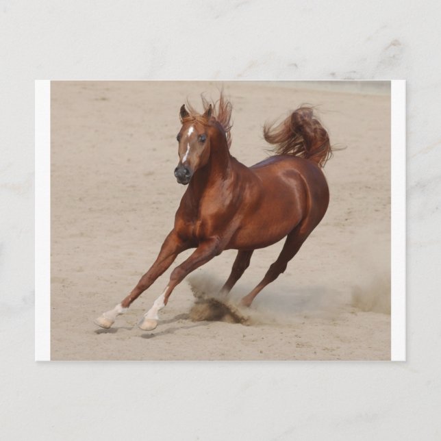 Carte Postale Le Cheval De Châtaignier Brown Galopante Le Sable (Devant)