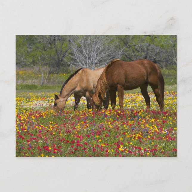 Carte Postale Le cheval quart dans le domaine des fleurs (Devant)