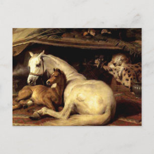 Carte Postale Le cheval Vintage