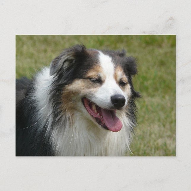 Carte Postale Le chien australien qui rit (Devant)