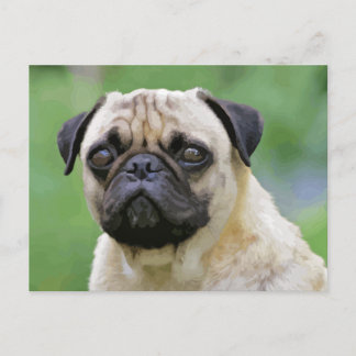Carte Postale Le chien Carlin