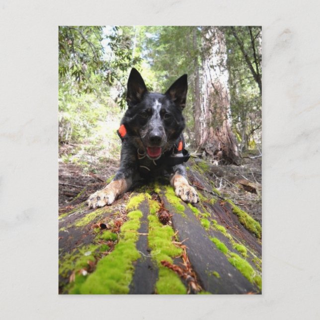 Carte Postale Le chien de travail Max au travail Conservation Ca (Devant)
