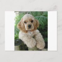 Le Chien Espagnol De Cocker Américain Et La Ferne 