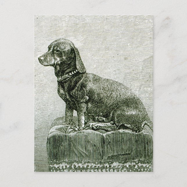 Carte Postale Le chien Jacob (Devant)