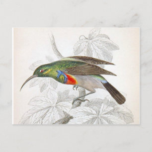 Carte Postale Le colibri