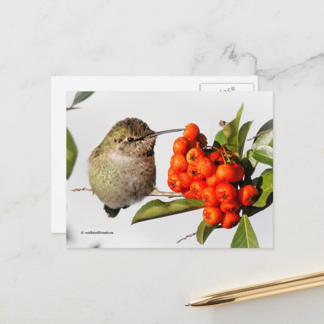 Carte Postale Le colibri Anna avec des baies de Pyracantha orang (Devant/Arrière en situation)