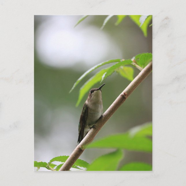 Carte Postale Le colibri de l'observateur (Devant)