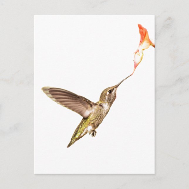 Carte Postale le colibri et la fleur (Devant)