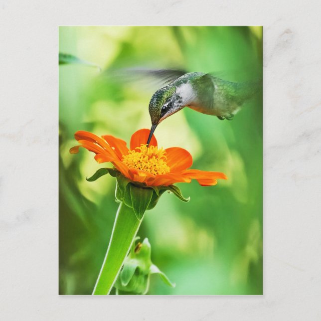 Carte Postale Le Colibri Prend Un Sien (Devant)