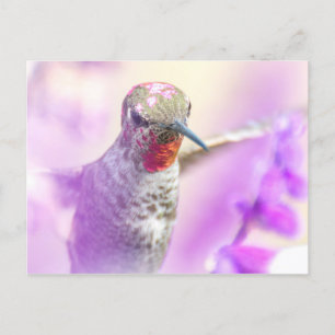 Carte Postale Le colibri rose Anna survole les fleurs violettes