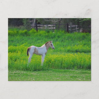 Carte Postale Le Colt