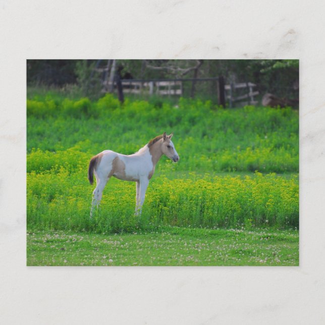 Carte Postale Le Colt (Devant)