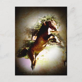 Carte Postale Le Colt Bay